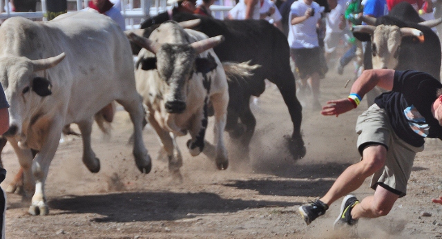 bull runners